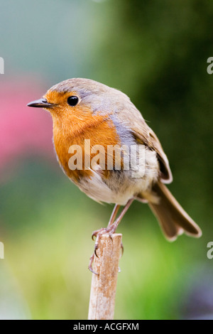 Pettirosso in piedi su un bastone in un giardino inglese Foto Stock