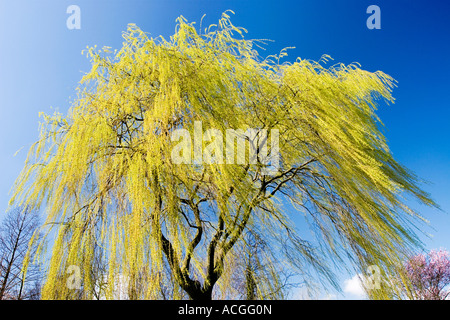 Salix x chrysocoma. Salice piangente albero contro un luminoso cielo blu nella campagna inglese. Regno Unito Foto Stock