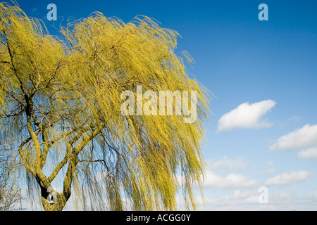 Salix x chrysocoma. Salice piangente albero contro un luminoso cielo blu nella campagna inglese. Regno Unito Foto Stock
