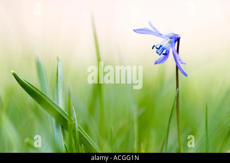 Scilla siberica. Siberian squill fiore tra erba contro un vago sfondo verde Foto Stock