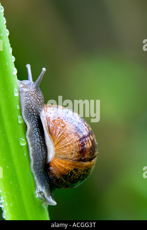 Cornu aspersum. Snail arrampicarsi un gambo di fiore in un giardino inglese Foto Stock