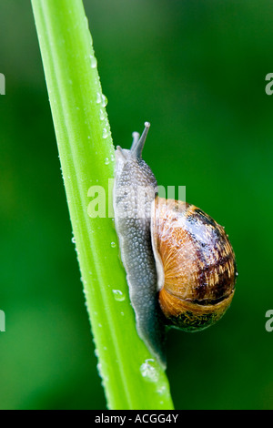 Cornu aspersum. Snail arrampicarsi un gambo di fiore in un giardino inglese Foto Stock