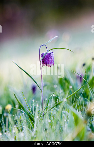 Fritillaria meleagris Testa di serpenti fritillary fiori selvatici nella campagna inglese. Nord Prato, Cricklade, Inghilterra Foto Stock