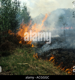 Fiamme di una brughiera incendio tra heather e giovani pini in estate secca Foto Stock