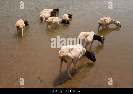 GEDWEIN WESTERN SOMALIA IL 27 FEB 2006 pecore bere dal fiume nei pressi del villaggio di Gedwin Foto Stock