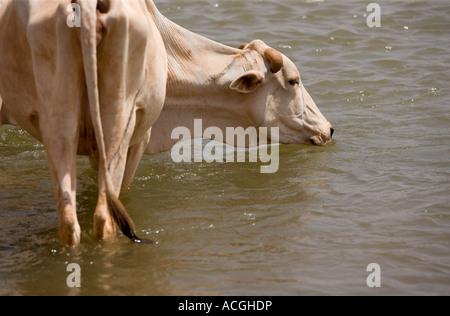 GEDWEIN WESTERN SOMALIA IL 27 FEB 2006 una mucca di bevande dal fiume vicino al villaggio di Gedwin Foto Stock