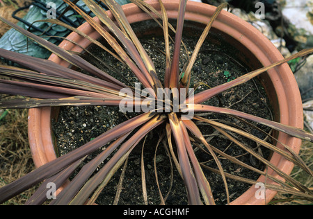 Torbay palm Cordyline australis in a a container killed basal rot Fusarium graminearum Foto Stock