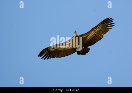 Griffin avvoltoi su Casares village. Andalusia Spagna Foto Stock
