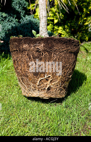 Pot impianto legato mostra pot forma e sistema di radice Foto Stock
