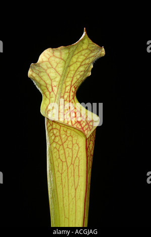 American pianta brocca Sarracenia Foto Stock