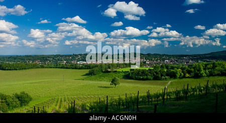 Denbies Vigna visto da di Notrh giù modo vicino a Dorking Surrey in Inghilterra REGNO UNITO Foto Stock