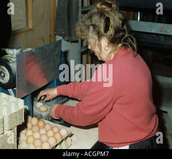 La donna a raccogliere uova da un trasportatore e la loro collocazione in un vassoio Foto Stock