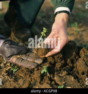 Mano azienda pisello inverno piantina seminato nel cestino seedbed e la profondità di foratura Foto Stock