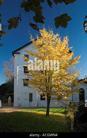 Il Ginkgo Biloba tree. Autunno, grigi Mill, Kelvedon, Essex Foto Stock