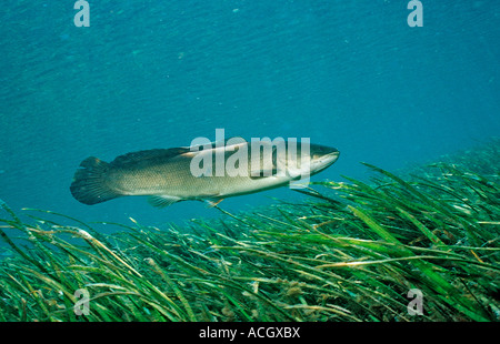 Bowfin Amia Calva USA Florida FL Foto Stock