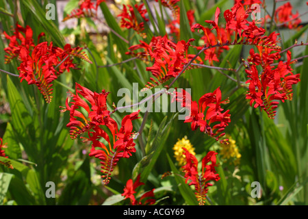 Molti Crocosmia fiore rosso con lussureggianti foglie verdi foiliage dietro nel luglio estate Foto Stock