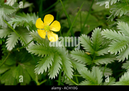 Silverweed fiore e foglie Potentilla anserina close up England Regno Unito Foto Stock