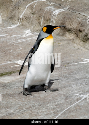 Re pinguino, Aptenodytes patagonicus, camminando su di una banca in Edinburgh Zoo Scozia UK. Foto Stock