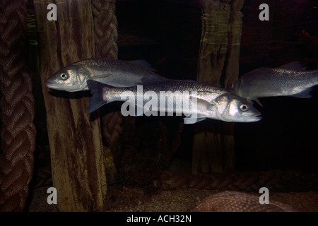 Spigola un pesci marini Foto Stock