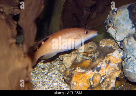 Cuckoo Wrasse Foto Stock