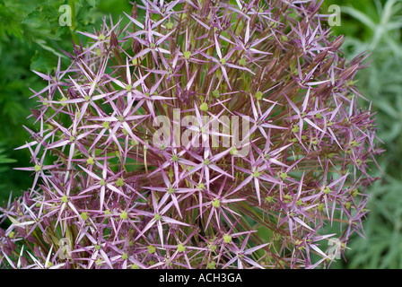 Allium cristophii Foto Stock