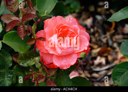 Artistry Rose Foto Stock