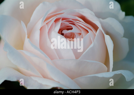 Rosa Molineux AUSMOL Foto Stock