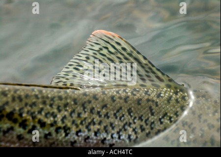 Pinna dorsale della trota arcobaleno Foto Stock