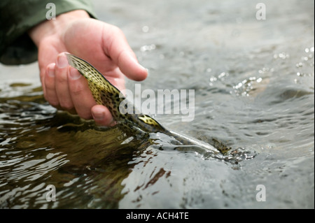 Rilasciando selvatica nativa della trota arcobaleno Montana Foto Stock