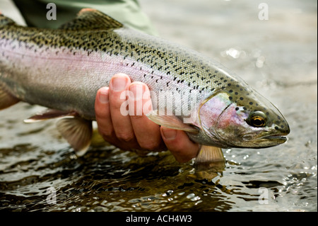 Rilasciando selvatica nativa della trota arcobaleno Foto Stock