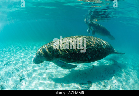 West Indian lamantino madre e vitello Trichechus manatus latirostris USA Florida FL Crystal River Foto Stock