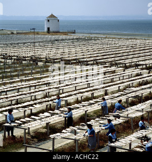 Il Portogallo RIBATEJO ALCOCHETE donne capovolgendo il merluzzo bianco pesci ad un open-air fabbrica di essiccazione Foto Stock