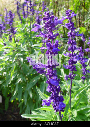 Salvia farinacea Victoria annuale biancheria da letto giardino pianta con fiore blu in estate Foto Stock