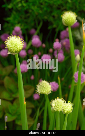 JEKKA MCVICARS giardino delle piante officinali presso la sua fattoria in Alveston South Gloucestershire WELSH ONION e viola sullo sfondo di erba cipollina Foto Stock