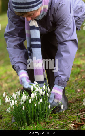 Inizio SNOWDROPS A PAINSWICK Rococo Gardens vicino a Stroud GLOUCESTERSHIRE REGNO UNITO Foto Stock