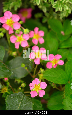 JEKKA MCVICARS giardino delle piante officinali presso la sua fattoria in Alveston South Gloucestershire prima di essere trasportato al CHELSEA FLOWE Foto Stock