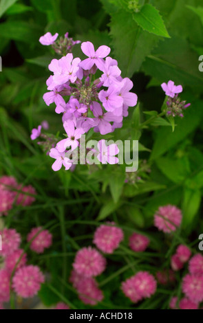 JEKKA MCVICARS giardino delle piante officinali presso la sua fattoria in ALVESTON SOUTH GLOUCESTERSHIRE REGNO UNITO razzo dolce erba cipollina sopra riportata di seguito Foto Stock