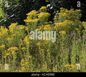 Oxford erba tossica Senecio squalidus Wales UK Foto Stock