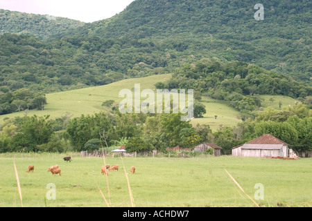 Campo di fattoria con stalla vacche e lussureggiante foresta brasil collina coperta nel paesaggio di sfondo Brasile Brasile Foto Stock