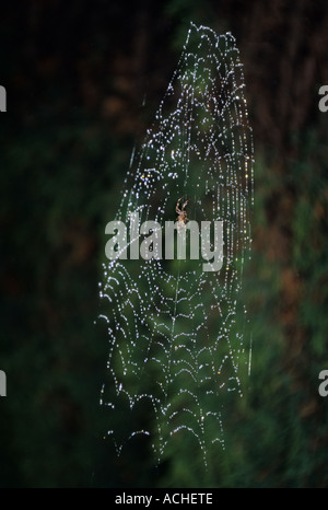 Giardino ragno sul suo Web. (Araneus diadematus) Foto Stock