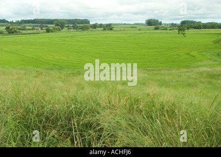 Campo di riso nel Rio Grande do Sul - Brasile Brasil maso contadino nuvoloso luce diurna Foto Stock