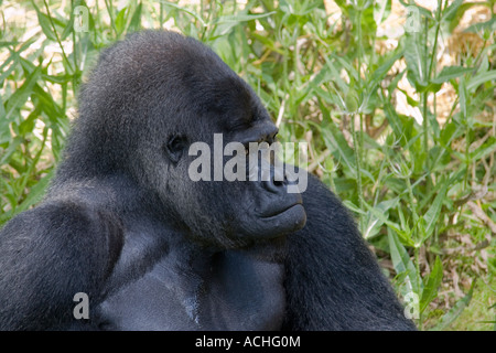 Ritratto di testa di un gorilla in cattività Inghilterra REGNO UNITO Foto Stock