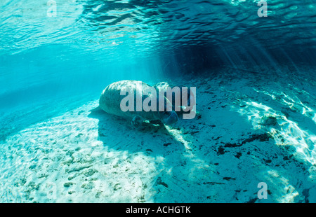 West Indian lamantino madre e vitello Trichechus manatus latirostris USA Florida FL Crystal River Foto Stock