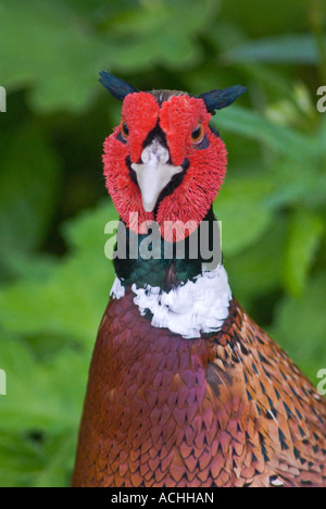 Ritratto anello comune collo fagiano maschio ,gruppo Torquatus Phasianus colchicus Foto Stock