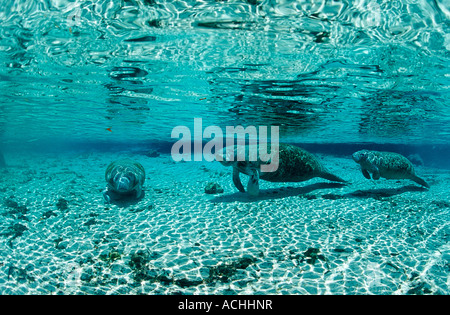 West Indian lamantino madre e vitello Trichechus manatus latirostris USA Florida FL Crystal River Foto Stock