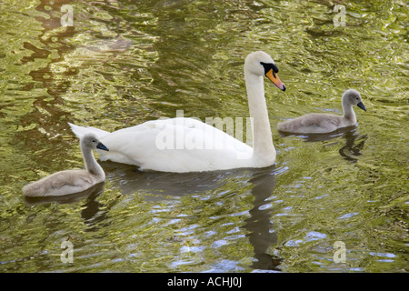 Swan e cygnets sul fiume Ock a Abingdon 1 Foto Stock