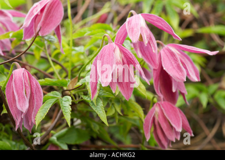 Le Creste giardino Lancashire clematide alpina di Costanza Foto Stock