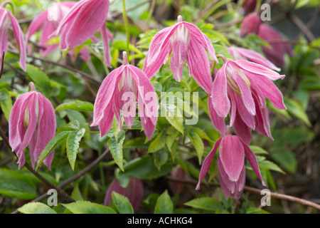 Le Creste giardino Lancashire clematide alpina di Costanza Foto Stock