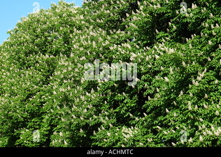 Fioritura ippocastano Aesculus hippocastanum Foto Stock