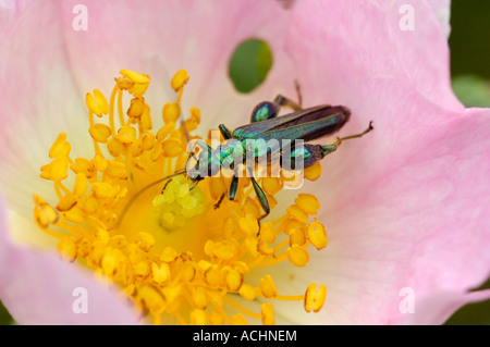 Zampe spesse Flower Beetle Oedemera nobilis alimentazione su rosa canina Foto Stock